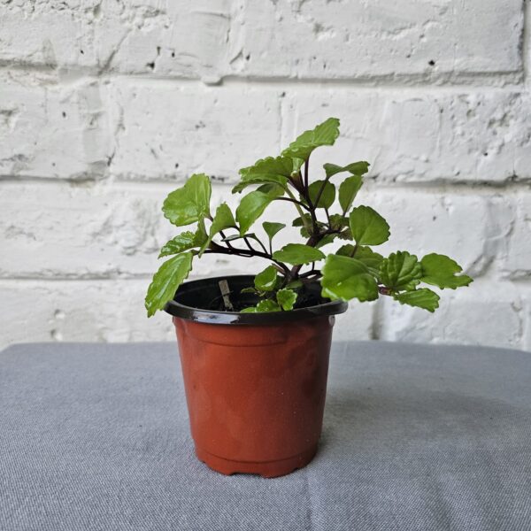 Plectranthus Money Plant – Easy-Care outdoor Prosperity Plant. 4 Plant Outdoor Bundle - Image 3