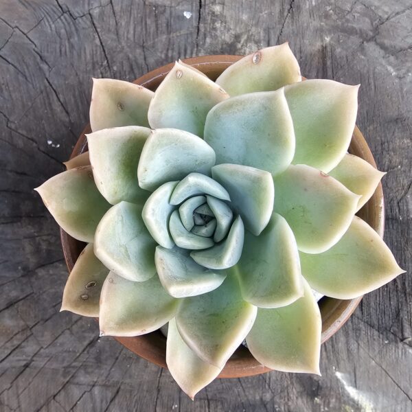 Rock Rose Succulent (Echeveria ‘Rock Rose’) – Potted in Glazed Ceramic Pot - 2 colours - Image 2