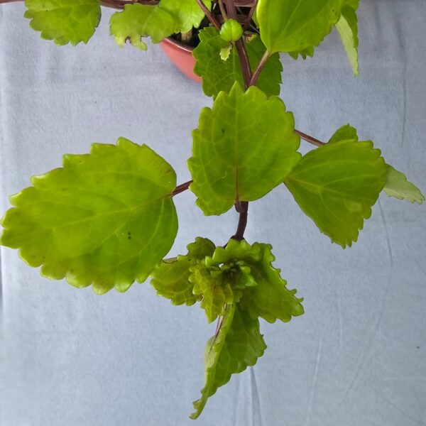 Plectranthus ‘Money’ Plant in Glazed Ceramic Pot - 3 colours - Image 3