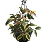 Hoya Carnosa Tri-Color