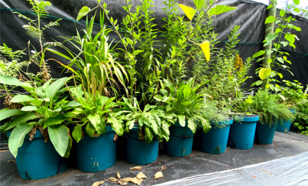 Planttubby – Self-Watering Ready-to-Plant Bucket with Wicking System - Image 4