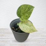 Epipremnum pinnatum ‘Mint’ – Variegated Climbing Indoor Vine