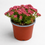 Crassula axilis – Compact Shrubby Succulent
