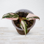 Philodendron ‘Red Anderson’ – Tricolour Variegated Philodendron