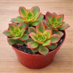 Aeonium ‘Kiwi’ – Colourful Variegated Succulent Rosette | 12cm Pot Outdoor Plant