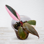 Philodendron ‘Pink Princess’ – Pink Variegated Collector Philodendron