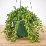 Curio herreanus (String of Watermelons) – Trailing Succulent in 15cm Hanging Pot