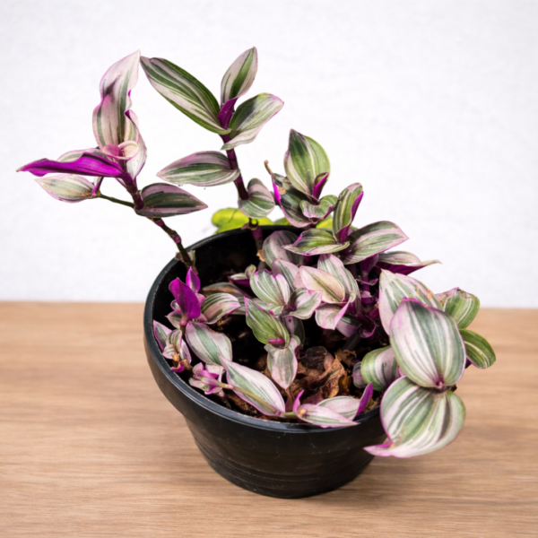 Tradescantia Nanouk – Pink Variegated Wandering Jew | 18cm Hanging Pot - Image 2