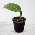 Dieffenbachia ‘Wilson’s Millionaire’ – Bold Variegated Indoor Foliage Plant