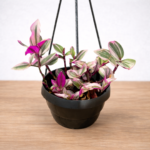 Tradescantia Nanouk – Pink Variegated Wandering Jew | 18cm Hanging Pot