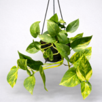 Epipremnum aureum ‘Golden Pothos’ – Trailing Indoor Hanging Plant | 18cm Hanging Pot