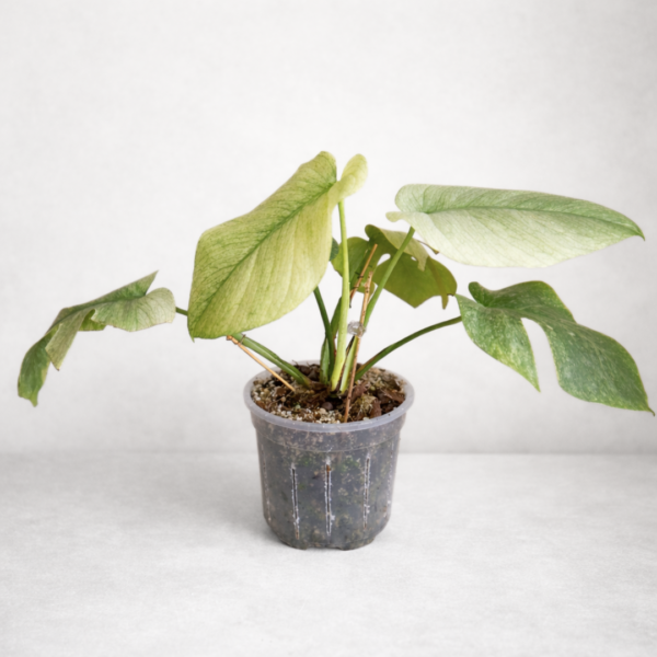 Monstera Mint – Rare Variegated Monstera Deliciosa (Mint Variegation) Plant 3 - Image 2