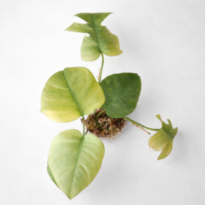 Monstera Mint