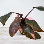 Philodendron ‘Pink Princess’ Marble No. 2 – Variegated Collector Plant