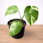 Monstera Albo Variegata – 3 Leaf Variegated Monstera | 19cm Pot