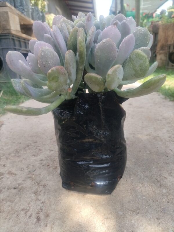 Pachyveria clavifolia – Compact Rosette Succulent Plant - Image 2