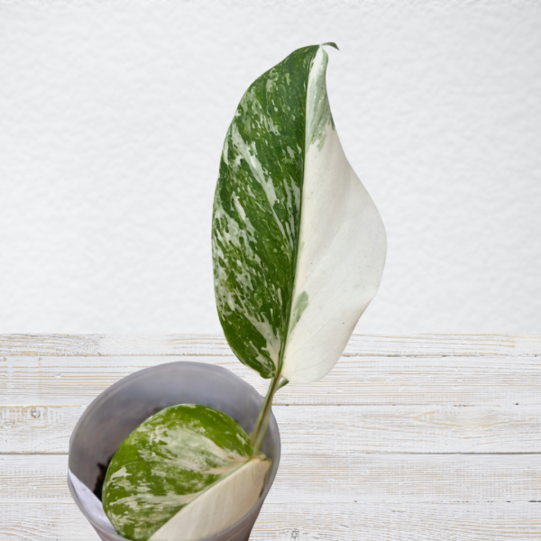 Monstera Albo Variegata No. 3 – Rare White Variegated Collector - Image 2