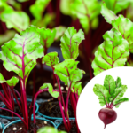 Detroit Dark Red Beetroot Seedlings Box – 200 | 500 | 1000 Ready-to-Plant Vegetable Starter Plants