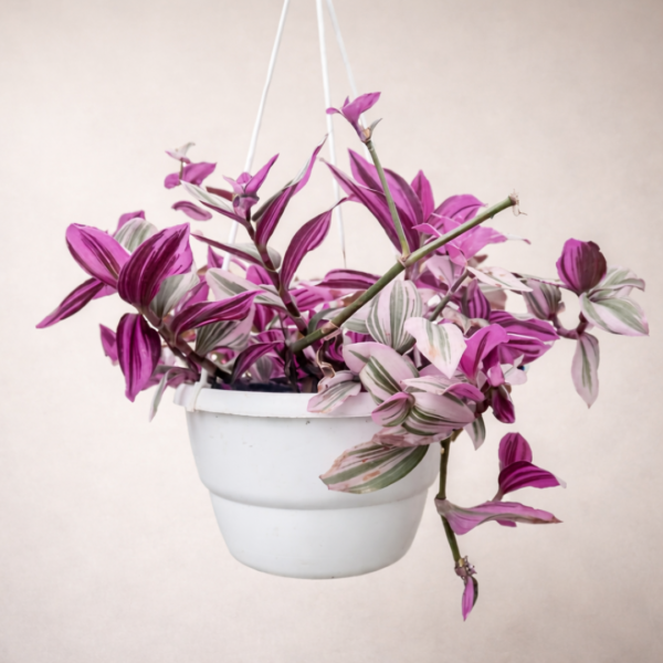 Tradescantia ‘Nanouk’ – Pink & Green Variegated Trailing Plant | 15cm Hanging Pot Indoor Statement - Image 2
