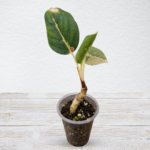 Aglaonema ‘Pink Diamond’ – Pink Variegated Chinese Evergreen