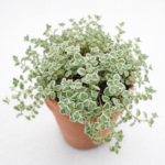 Crassula ‘Little Missy’ – Variegated Trailing Succulent
