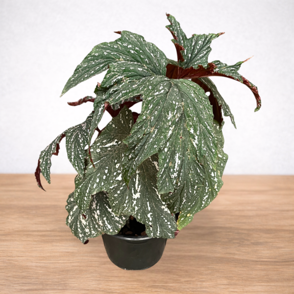 Begonia platanifolia – Silver Spotted Maple Leaf Begonia | 14cm Pot Indoor Plant - Image 2