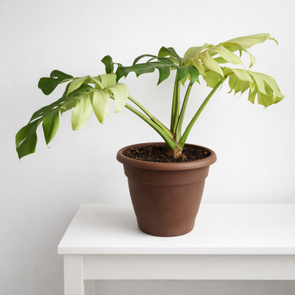 Monstera Mint – Rare Variegated Monstera Deliciosa (Mint Variegation) Plant 2 - Image 2