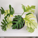 Monstera Mint – Rare Variegated Monstera Deliciosa (Mint Variegation) Plant 2