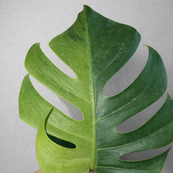 Monstera Mint – Rare Variegated Monstera Deliciosa (Mint Variegation) Plant 1 - Image 3