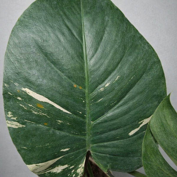 Monstera Mint – Rare Variegated Monstera Deliciosa (Mint Variegation) Plant 1 - Image 5