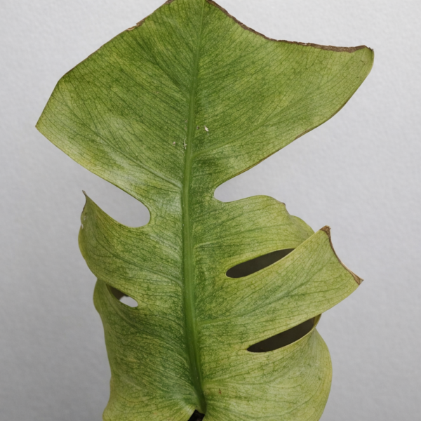 Monstera Mint – Rare Variegated Monstera Deliciosa (Mint Variegation) Plant 3 - Image 6