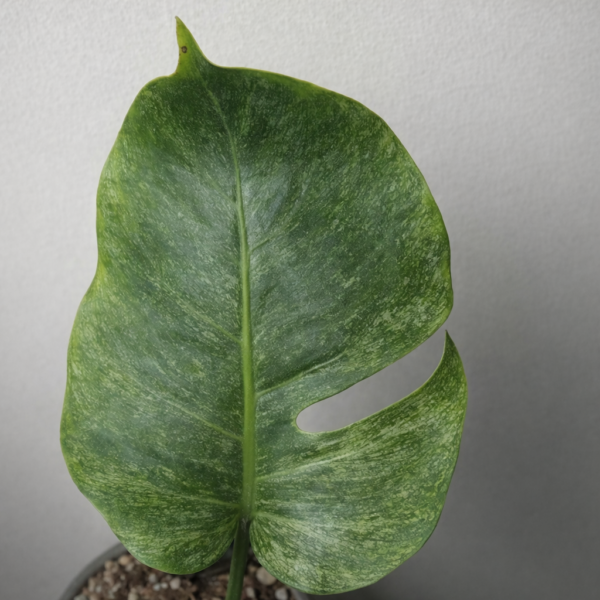 Monstera Mint – Rare Variegated Monstera Deliciosa (Mint Variegation) Plant 1 - Image 6