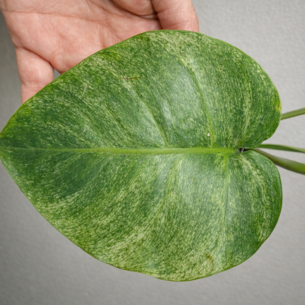 Monstera Mint – Rare Variegated Monstera Deliciosa (Mint Variegation) Plant 3 - Image 5