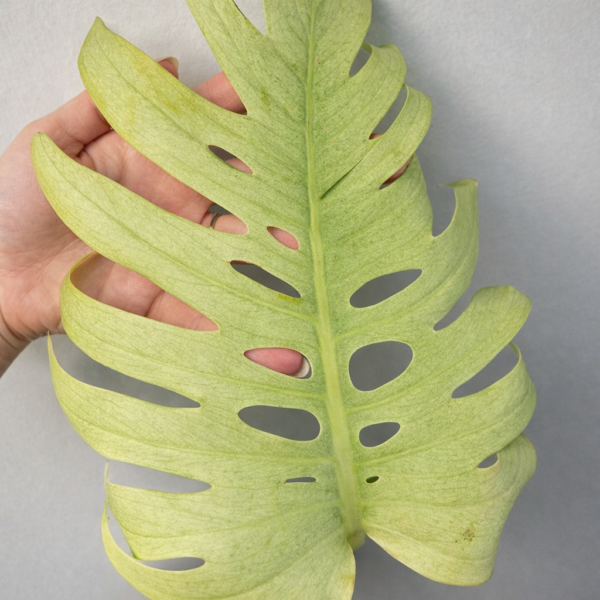 Monstera Mint – Rare Variegated Monstera Deliciosa (Mint Variegation) Plant 2 - Image 3
