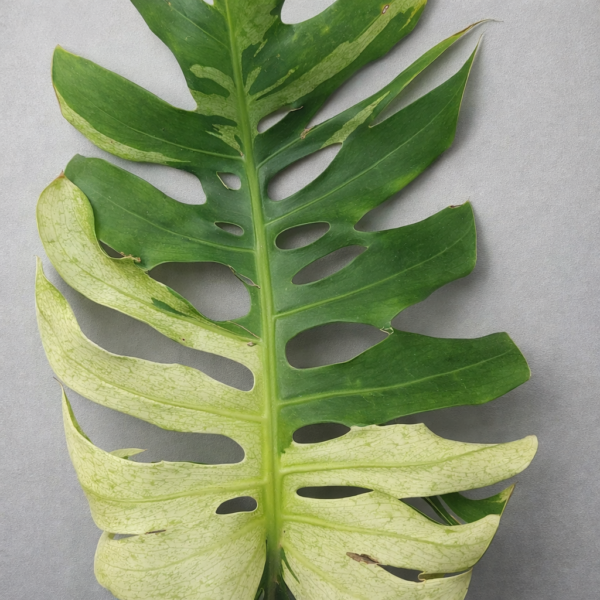 Monstera Mint – Rare Variegated Monstera Deliciosa (Mint Variegation) Plant 2 - Image 5