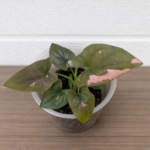 Syngonium podophyllum ‘Pink Splash’ – Pink Variegated Arrowhead Plant