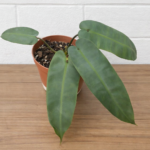 Philodendron atabapoense – Rare Climbing Philodendron