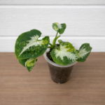 Syngonium podophyllum ‘Scrambled Egg’ – Yellow Variegated Arrowhead Plant
