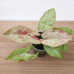 Syngonium podophyllum ‘Milk Confetti’ – White & Pink Speckled Arrowhead