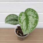 Scindapsus pictus ‘Exotica’ – Silver Satin Pothos Trailing Plant
