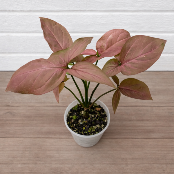 Syngonium podophyllum ‘Neon Robusta’ – Pink Indoor Arrowhead Plant - Image 2