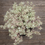 Crassula volkensii ‘Variegata’ – Trailing Cream & Pink Variegated Succulent