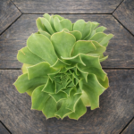 Aeonium urbicum – Giant Dinner Plate Aeonium Succulent