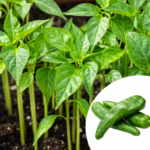 Serrano Chilli Pepper Seedlings Box – 200 | 500 | 1000 Ready-to-Plant Starter Plants