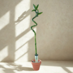 Lucky Bamboo (Dracaena sanderiana) – 40cm Indoor Water Plant | 10cm Glass Test Tube