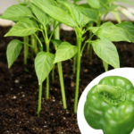 California Wonder Green Pepper Seedlings Box – 200 | 500 Ready-to-Plant Capsicum Starter Plants