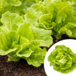 Mixed Lettuce Seedlings Box – 200 | 500 | 1000 Ready-to-Plant Starter Plants