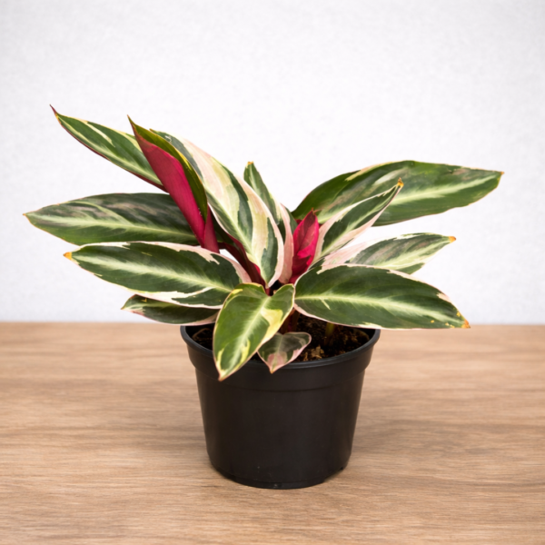 Stromanthe Triostar – Variegated Prayer Plant | 14cm Pot Indoor Foliage Plant - Image 2