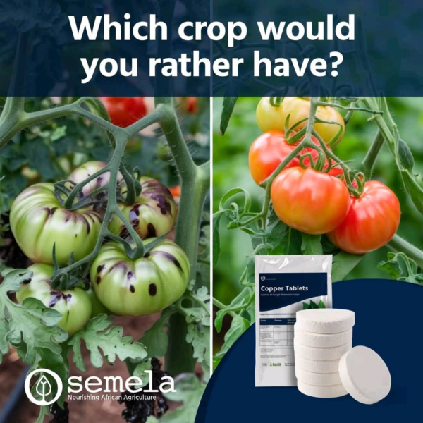 Semela Copper – Water-Soluble Fungal disease Prevention - Image 2