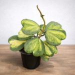 Hoya kerrii Variegata – Variegated Sweetheart Hoya | 11cm Pot Indoor Plant